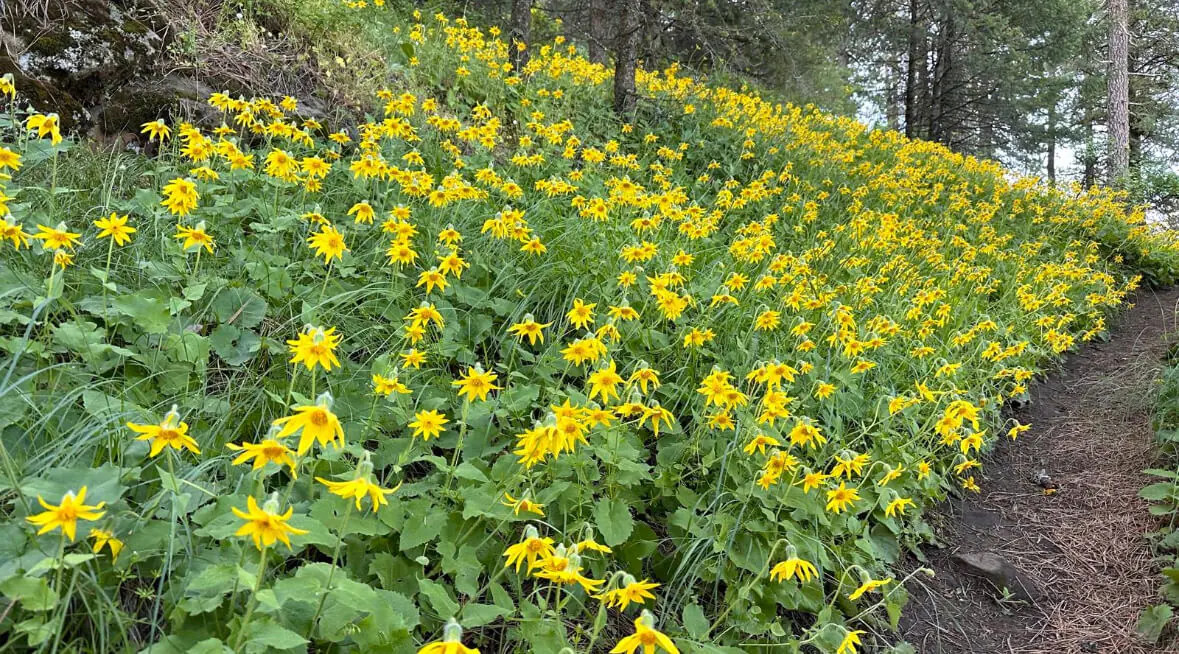 Hiking Trails